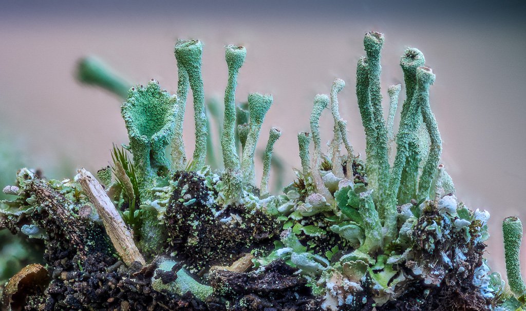 Botanics's tweet image. #macro #smallworld #lichens #moss