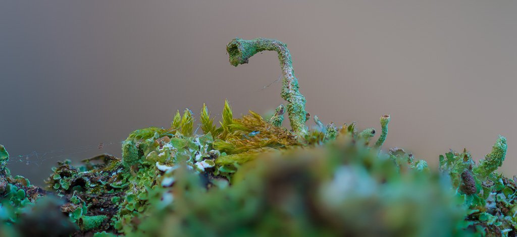 Botanics's tweet image. #macro #smallworld #lichens #moss