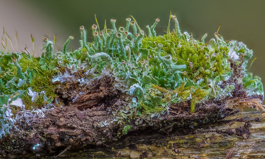 Botanics's tweet image. #macro #smallworld #lichens #moss