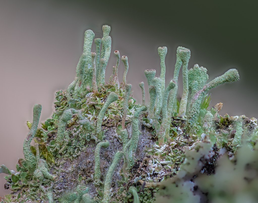 Botanics's tweet image. #macro #smallworld #lichens #moss