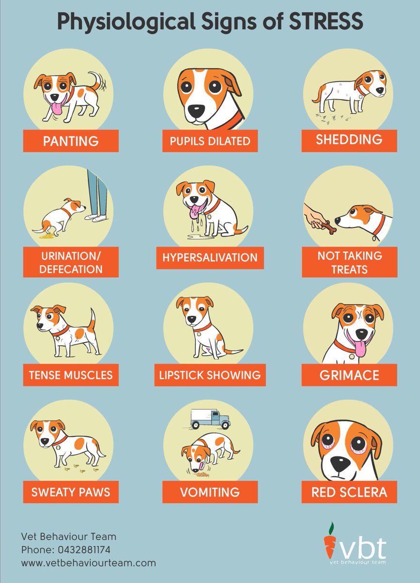 JoHindsDogHelp's tweet image. Stress is sometimes mistaken for attention seeking. Check these out. #dogbehaviour #dogcommunication #johinds @thevetbehaviourteam