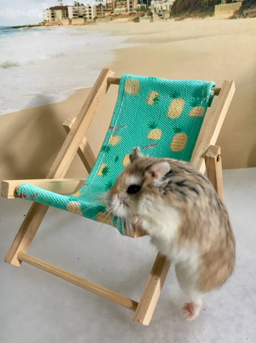 hamster_zen's tweet photo. “Don’t worry human, you go to sleeps, I’ll stop the deckchair from blowing away” 🐹 #OpheliaStorm #HamsterZen https://t.co/yJcX6mK4Vv