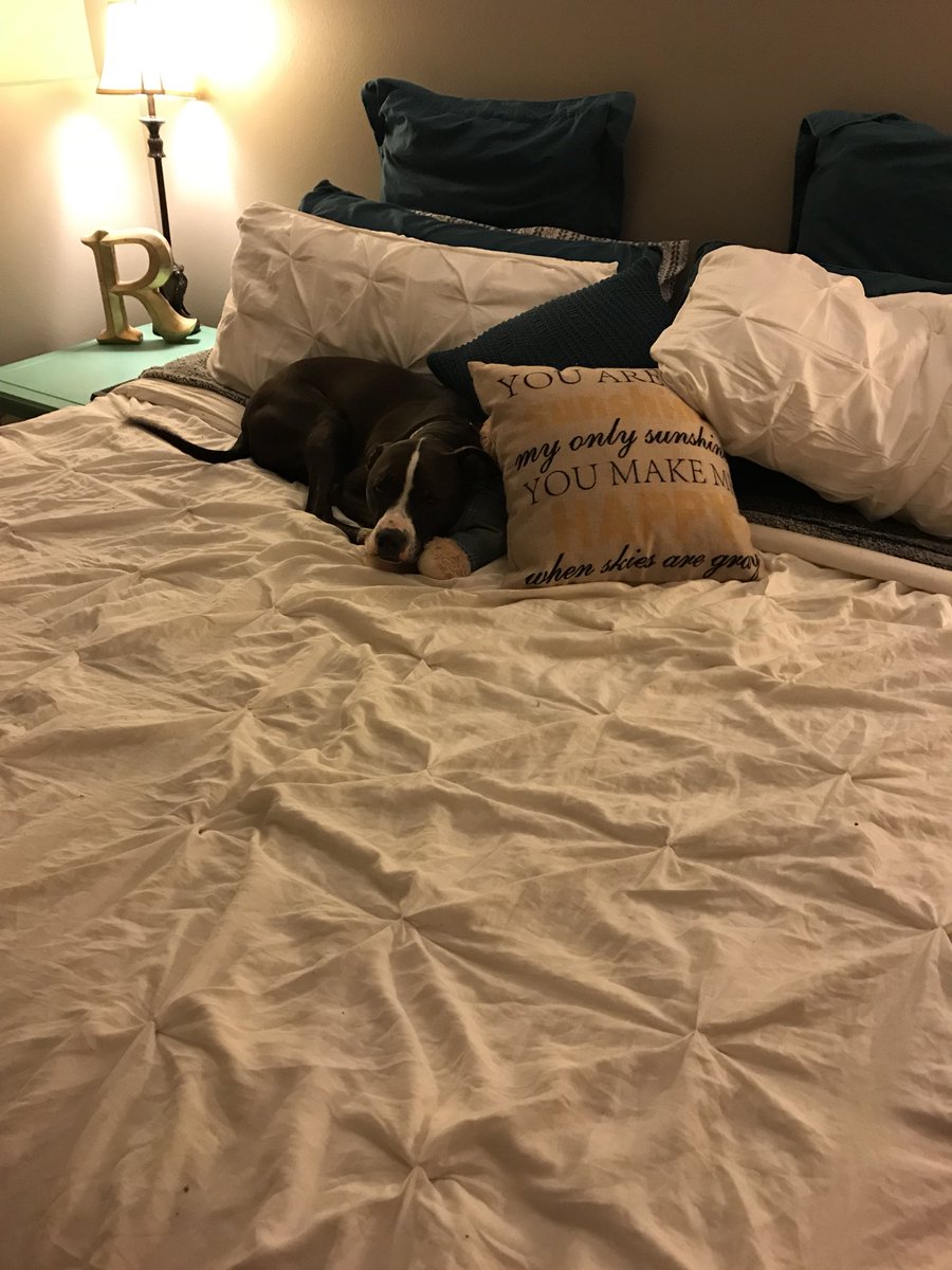 MissRachelWMann's tweet photo. My Luna girl. What would I do without you. https://t.co/M6dpDqcIy4