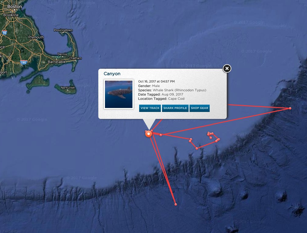 OCEARCH's tweet photo. 30ft 25,000lbs male whale shark @SharkCanyon pings in Georges Bank! https://t.co/UuL9BiUeNS https://t.co/XHUcQu5QIu