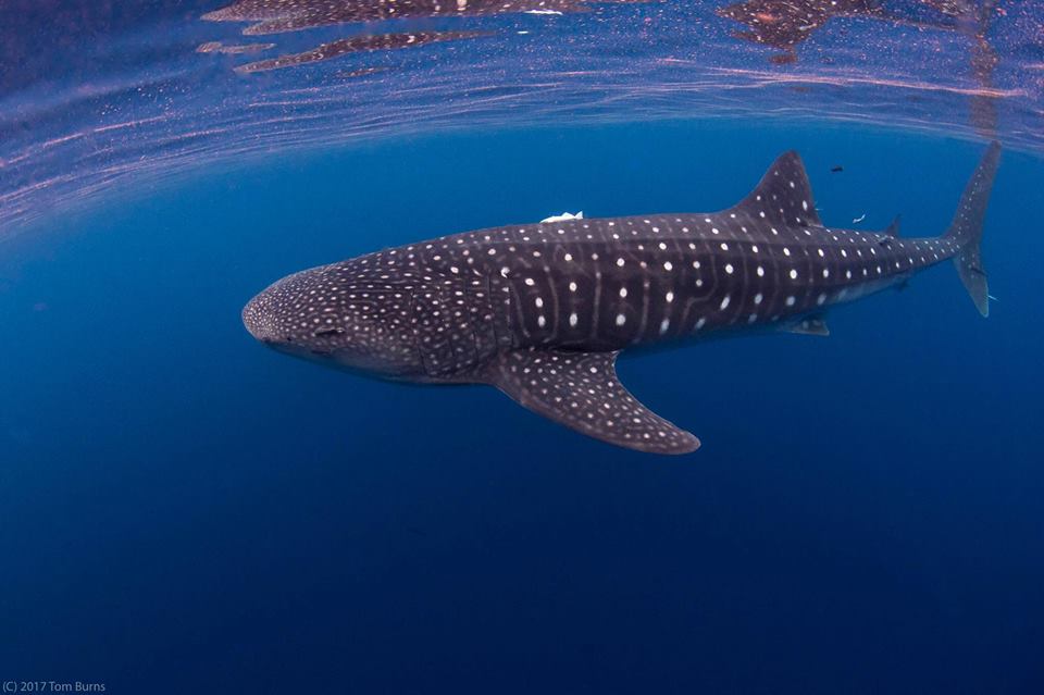 OCEARCH's tweet photo. 30ft 25,000lbs male whale shark @SharkCanyon pings in Georges Bank! https://t.co/UuL9BiUeNS https://t.co/XHUcQu5QIu