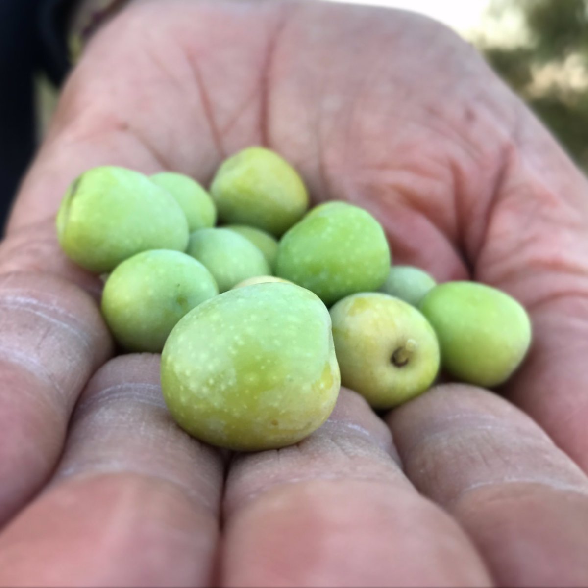 nousegonsevoo's tweet photo. N E W H A R V E S T 2 0 1 7 ! Creating a new concept.
____
#evoo #nousegons https://t.co/33BCCZuZm4