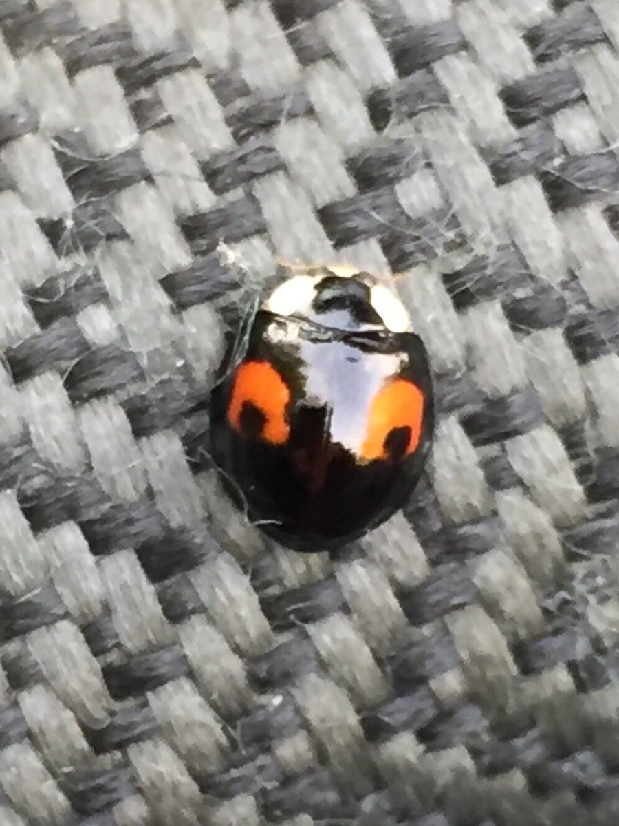 RgStanford's tweet photo. A couple of Harlequin Ladybird variants from Stanford Reservoir this morning. Seemed to be a mini-invasion going on with several variations. https://t.co/z8BbeZELoH
