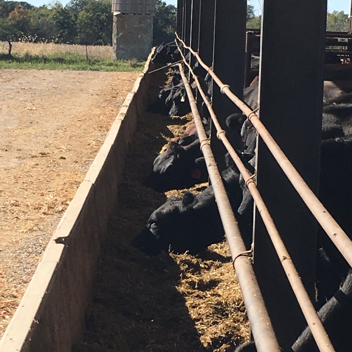 amick_matt's tweet photo. Finishing day talking distillers grains, corn, ethanol, hogs and cattle at farm of Roger, @KurtisG78 &amp; Kella Gregory. @MissouriCorn @USGC https://t.co/GFOrOxux2P