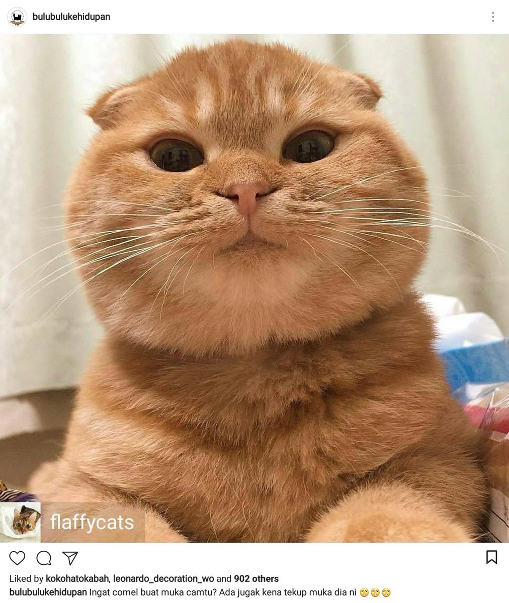 ulat_bulu_bulu's tweet photo. Kami pun ada instagram! Kalau suka kucing comel, boleh follow 😻

Klik 🐾 https://t.co/EdiEoz666F
Klik 🐾 https://t.co/EdiEoz666F https://t.co/Fo2YPmvgDY