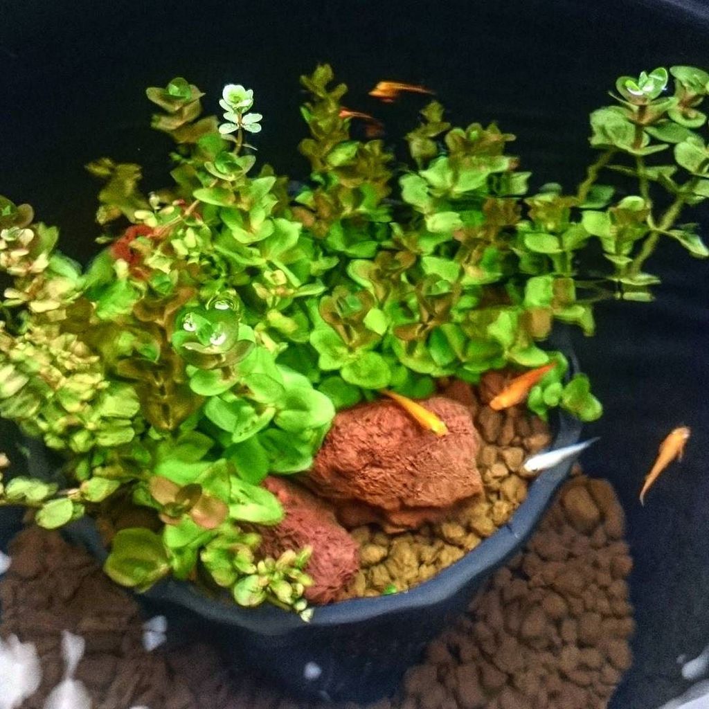 杜若園芸とじゃくえんげい 公式 ウォーターバコパとロタラロトンジフォリアです どちらも耐寒性があり 扱いやすいのでいつも使っています Twitter