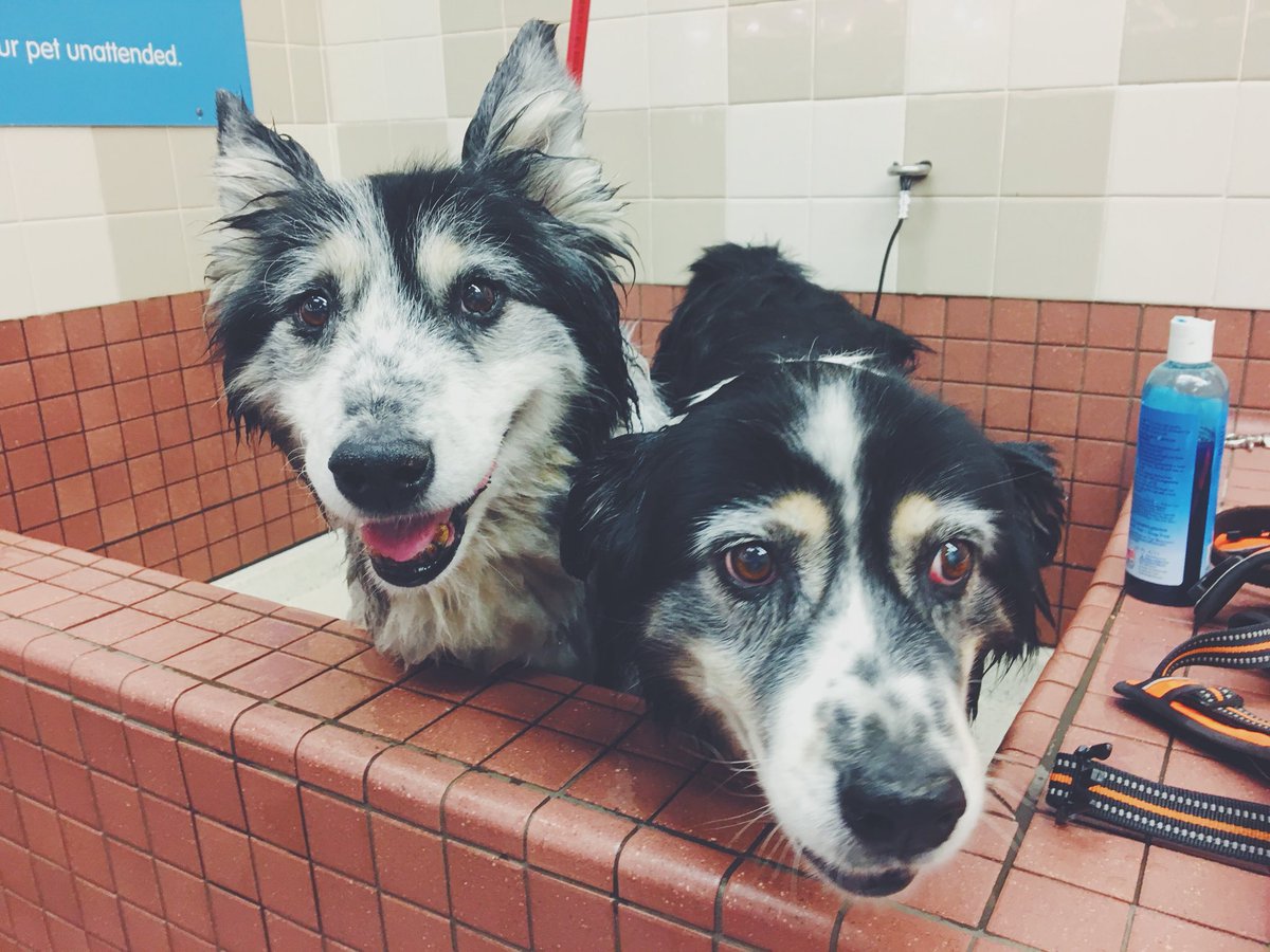 catphungu's tweet photo. So fresh and so clean! 🐶🐶

#mygirls #aussiemom #aussiemix #aussiebordermix #aussiehuskymix @sweetjaxaussie @sweetladyaussie #sosoft https://t.co/jwcSZ0AAru