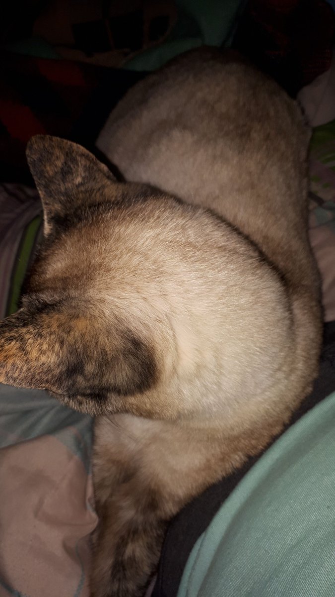 lisboa_al_mando's tweet photo. "I want to sleep on top of you mommy, I don't care if I don't let you breathe or if I scratch you" #KittenProblem 😍👌 https://t.co/l1nlgkxhIt