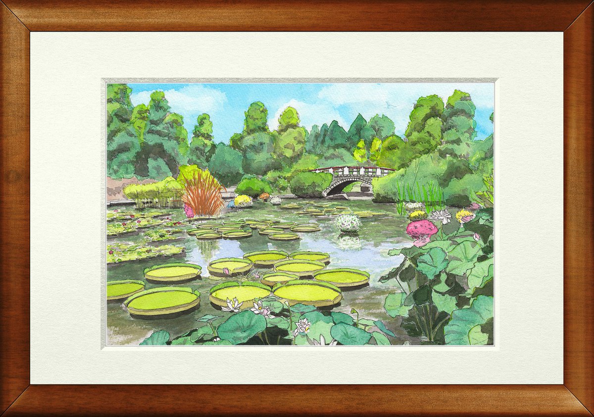 Kiyotaka Noda على تويتر 草津市立水生植物園 みずの森 の夏の風景を 透明水彩で描いてみました パラグアイオニバスには 人も乗れちゃうんですよ みずの森 植物園 パラグアイオニバス 夏 池 滋賀 しがトコ 水彩画 透明水彩 風景画 絵 芸術 Art