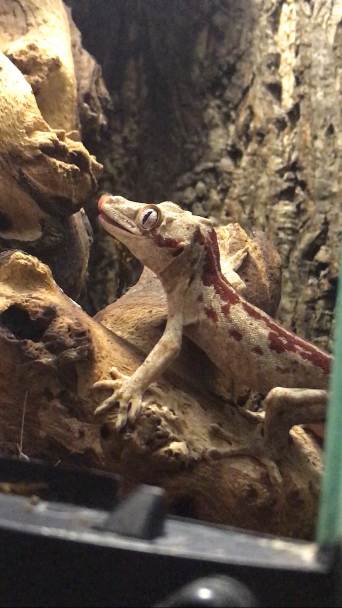 _bmurray_'s tweet photo. how is diz even the same zard??? https://t.co/SIIunLkJkJ