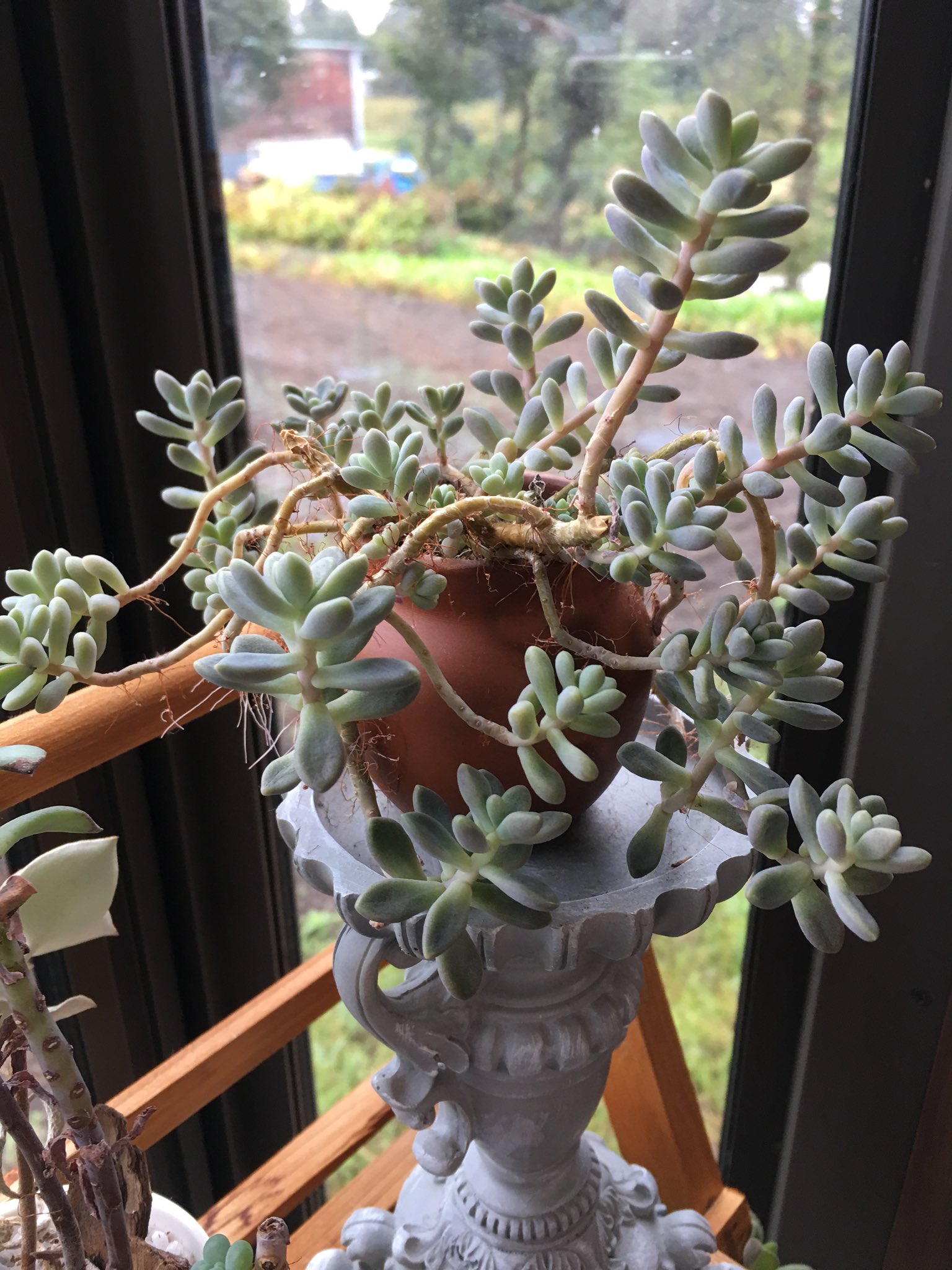 Mikey 多肉植物 Succulents 暴れ多肉 姫秀麗 徒長気味 光が足りないんだろな T Co Gv5ojia4m8 Twitter
