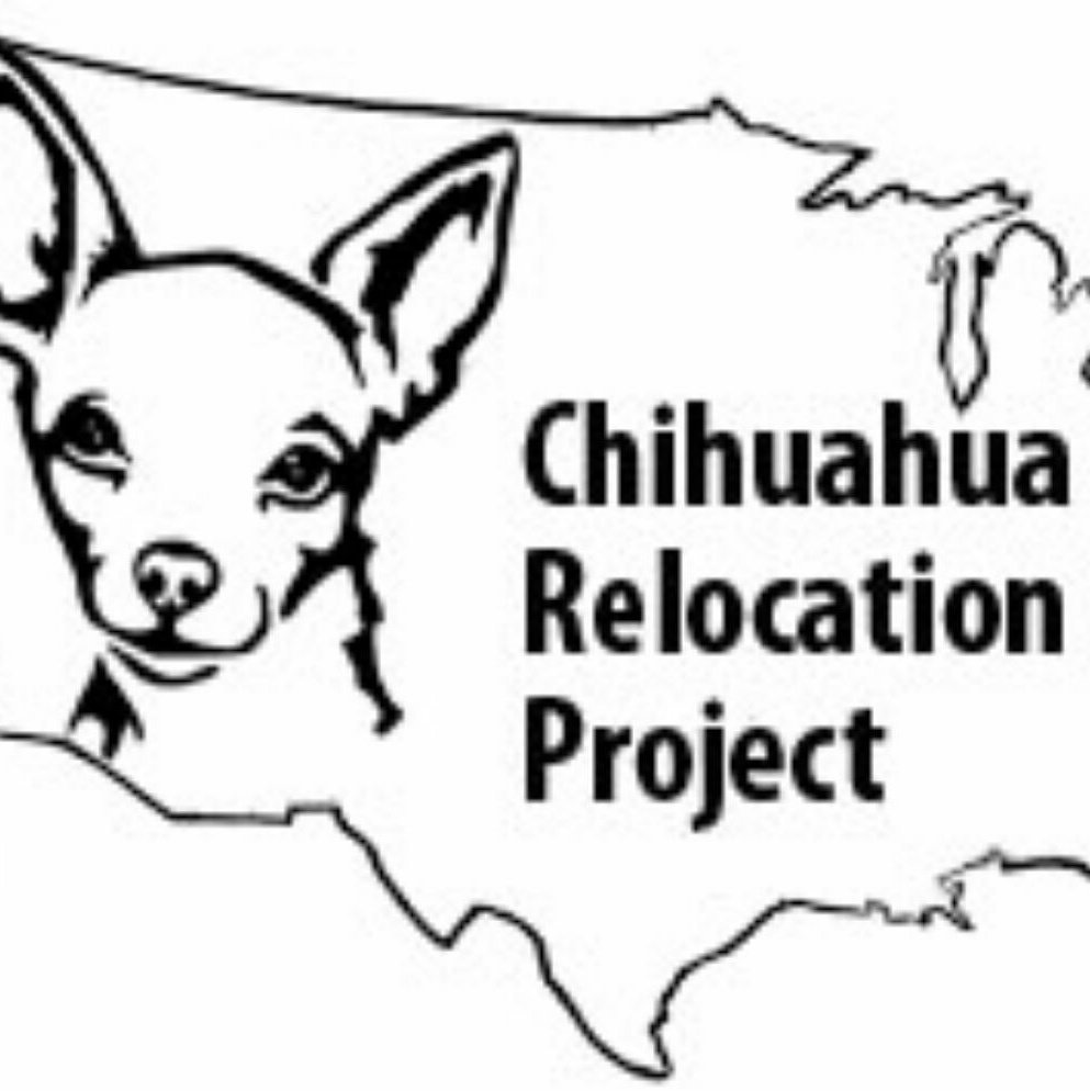 ChiLoProject's tweet image. Let&apos;s see if we can get @ChiLoProject to 1,000 followers tonight! #ChihuahuaRelocationProject