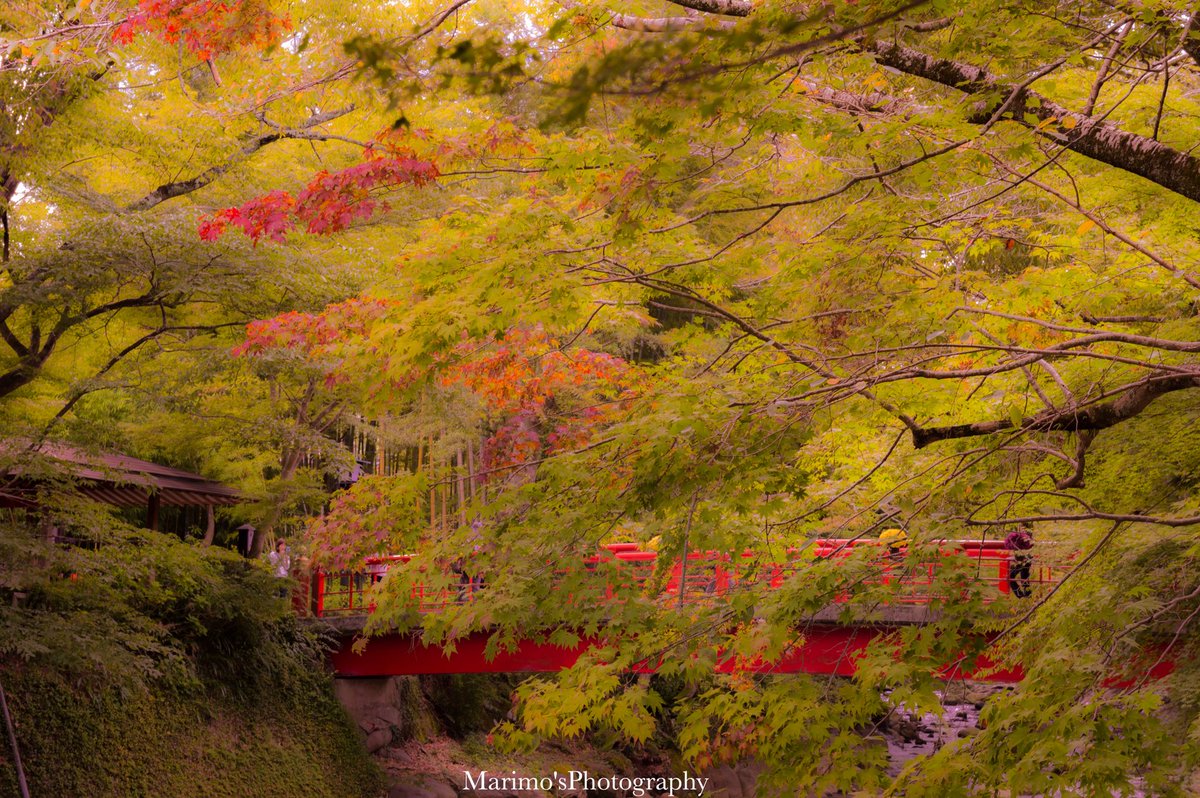 nonntannpu's tweet photo. 小さな秋始まってた🍁
これからもっと色付くのだろう
『修善寺』

#今週も宜しくお願いします 
#photography 
#写真の奏でる私の世界 
#東京カメラ部 
#寫眞倶楽部 
#竹林 https://t.co/2rtsJKgsO5