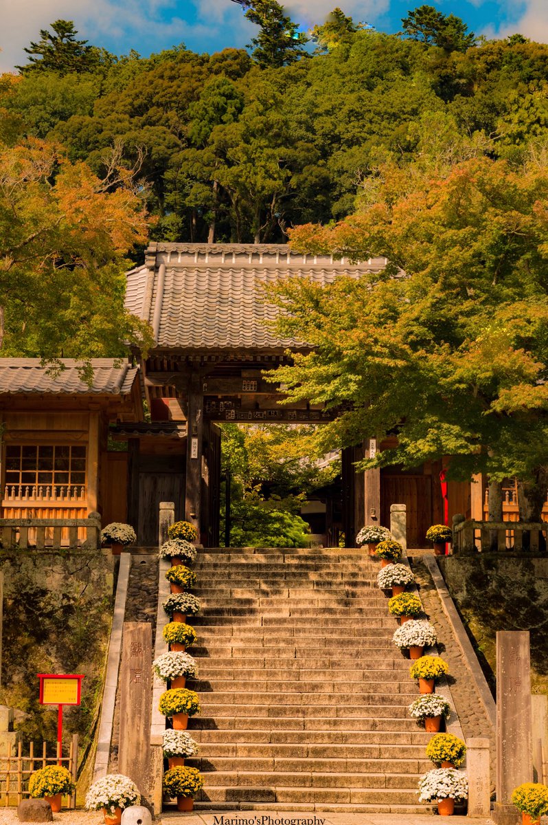 nonntannpu's tweet photo. 小さな秋始まってた🍁
これからもっと色付くのだろう
『修善寺』

#今週も宜しくお願いします 
#photography 
#写真の奏でる私の世界 
#東京カメラ部 
#寫眞倶楽部 
#竹林 https://t.co/2rtsJKgsO5