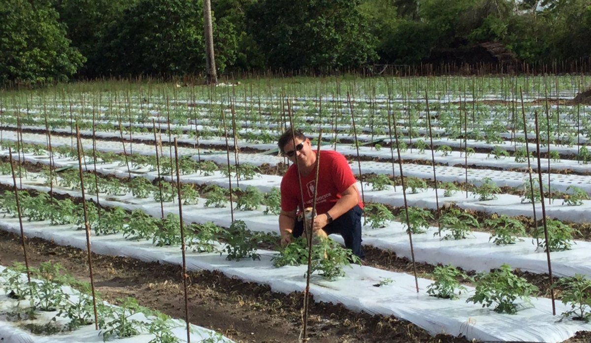 TeenasPrideCSA's tweet photo. Michael Borek checking his prize Teena’s Pride heirloom tomatoes. They will be ready for chefs and CSA family shares in Dec. @SlowFoodMiami https://t.co/2kQNYfu2k9