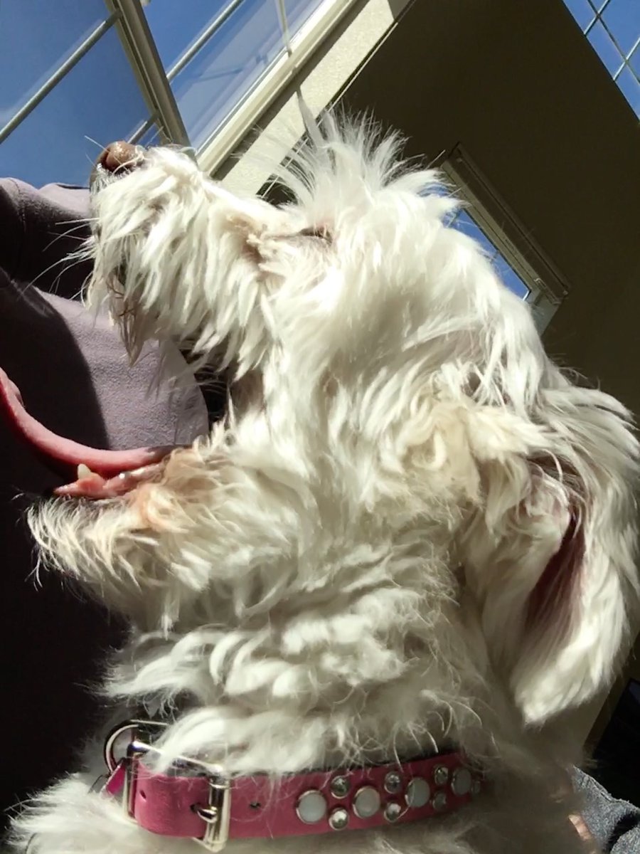 AbbyDoodie's tweet photo. #AlwaysGlam
#PrettyinPink
#RescueDogs https://t.co/9wtmiW5fPq