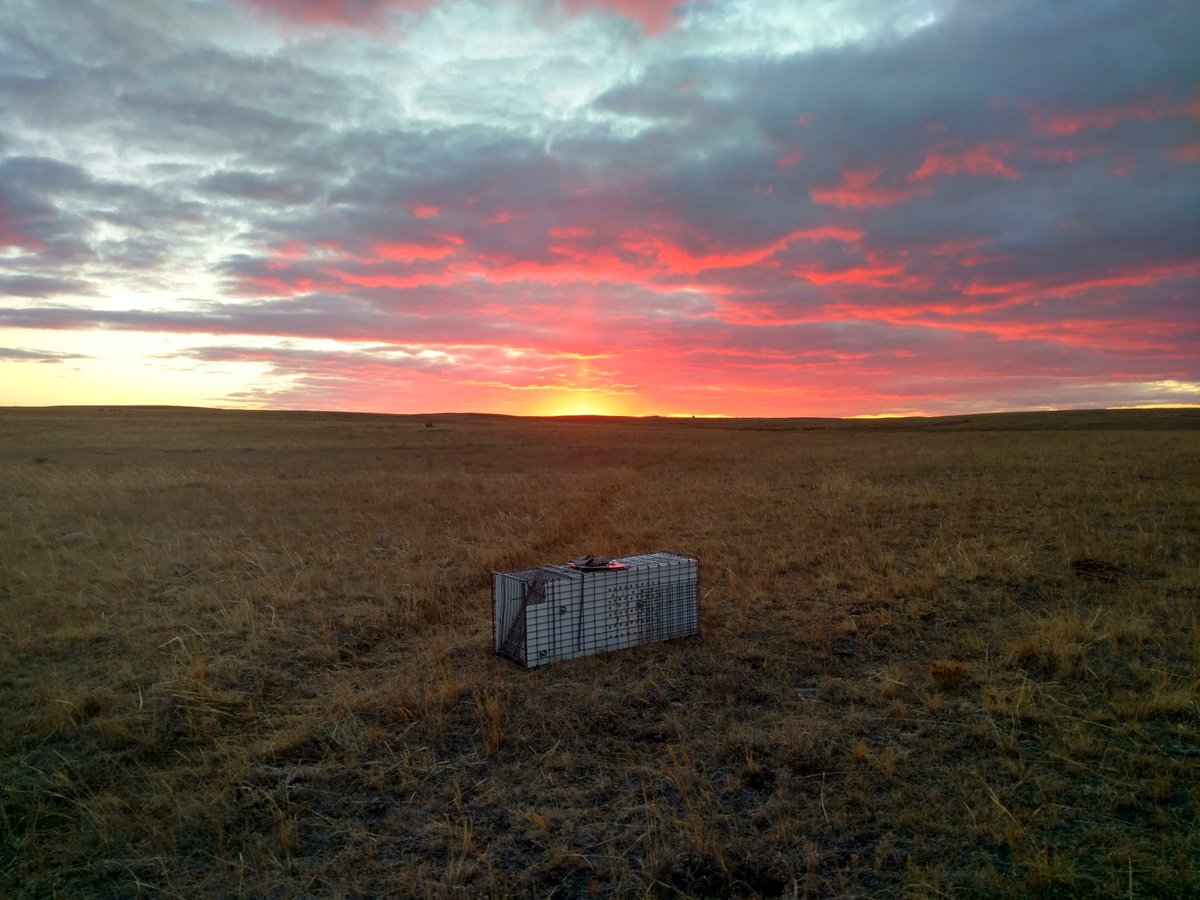ARButler89's tweet photo. The sky is on fire while we open up traps for the night #CUPrairieLab https://t.co/kXn9zw50r7