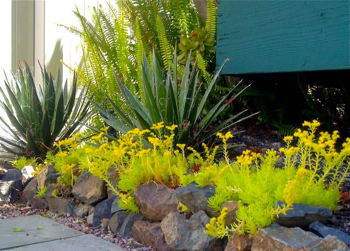 fezandmario's tweet photo. Penasquitos project...  #turfremoval #frontyard #courtyard #sedumangelina #agavefilifera #polystichummunitum #crassulaovata #droughttolerant https://t.co/5bQIv4sPji