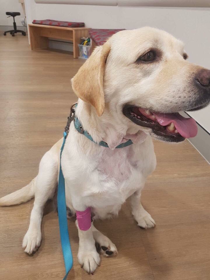 LabRescueAU's tweet photo. We’ve launched a fundraiser to help pay for Whisper’s surgery after her unnecessary, and painful, debarking. 
https://t.co/0RDdaTue6M https://t.co/RpLhsrD2n4