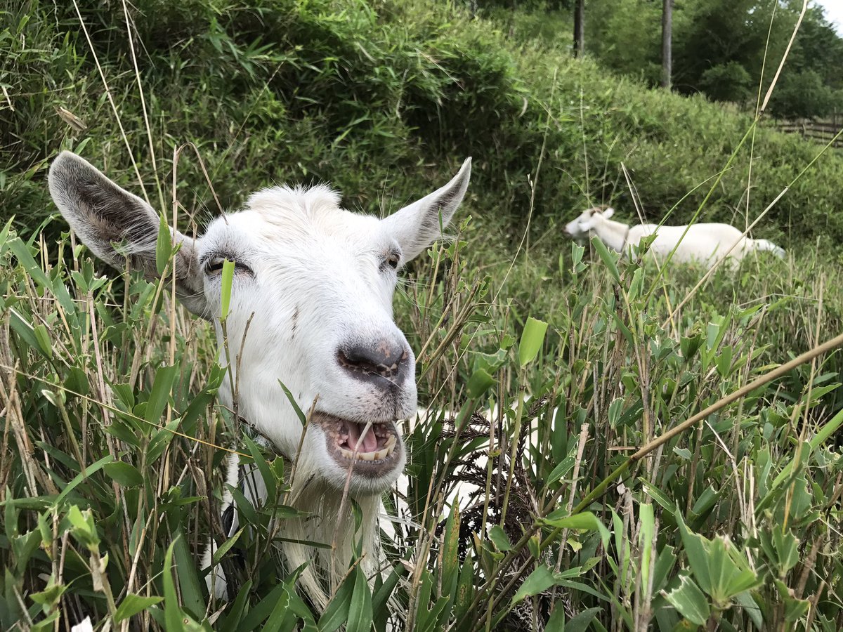 Yagi_summit_19's tweet photo. おはようございます☀
ヤギサミットまであと19日🐐💕 https://t.co/aPjSi2tOiU