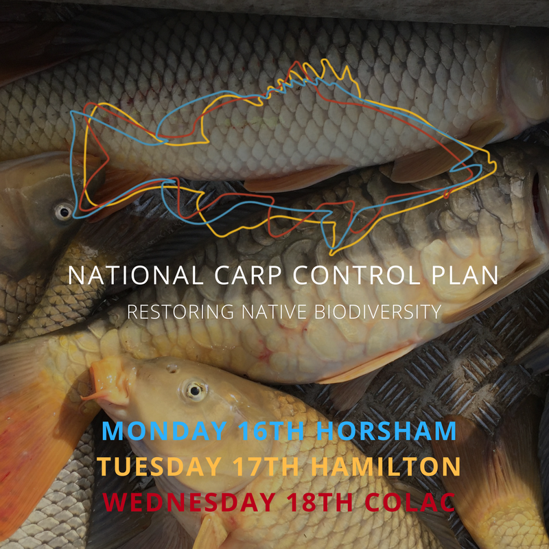 VicFisheries's tweet photo. Community meetings for the National Carp Control Plan have started this week. All are welcome. Attend one near you https://t.co/9gQpwAT1s1 https://t.co/wDmcE3qyRD