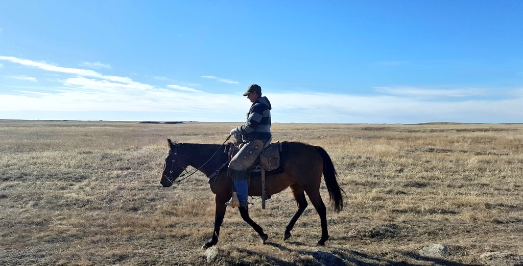 TKRanch's tweet photo. It was a nice day on the bald prairie of east central Alberta.
#nativepasture #nonarable #hardpan #solonetzicsoil #bedrockformation https://t.co/YrVLltlwg6