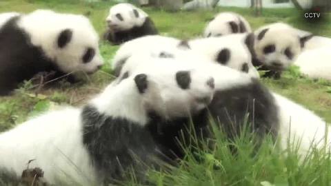 2bnancy's tweet photo. 36 panda cubs make adorable debut outdoors in China #ShareYourWeather #pandazen #pandamonium https://t.co/PDfc9sKC4H https://t.co/WwuJHZLyEl