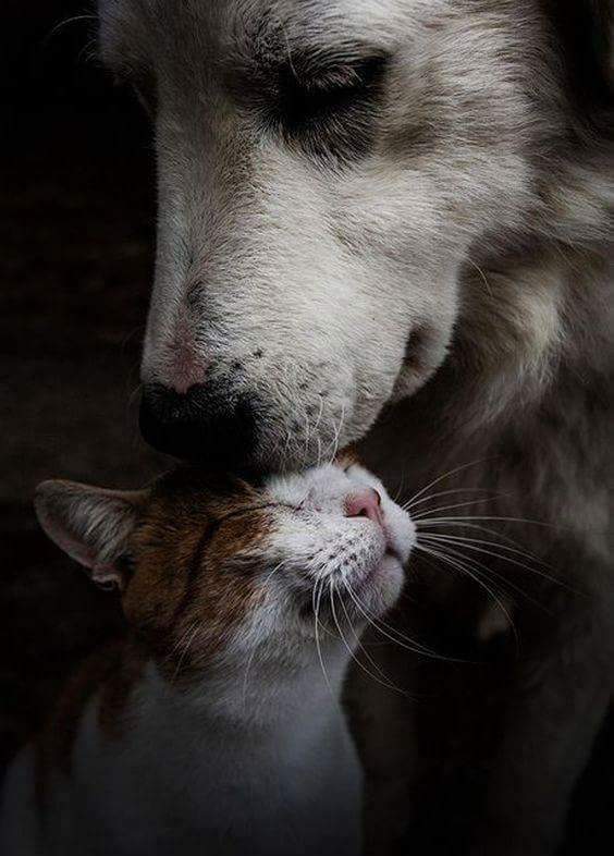 AnimalistaTweet's tweet photo. https://t.co/M2YwISOs8E
