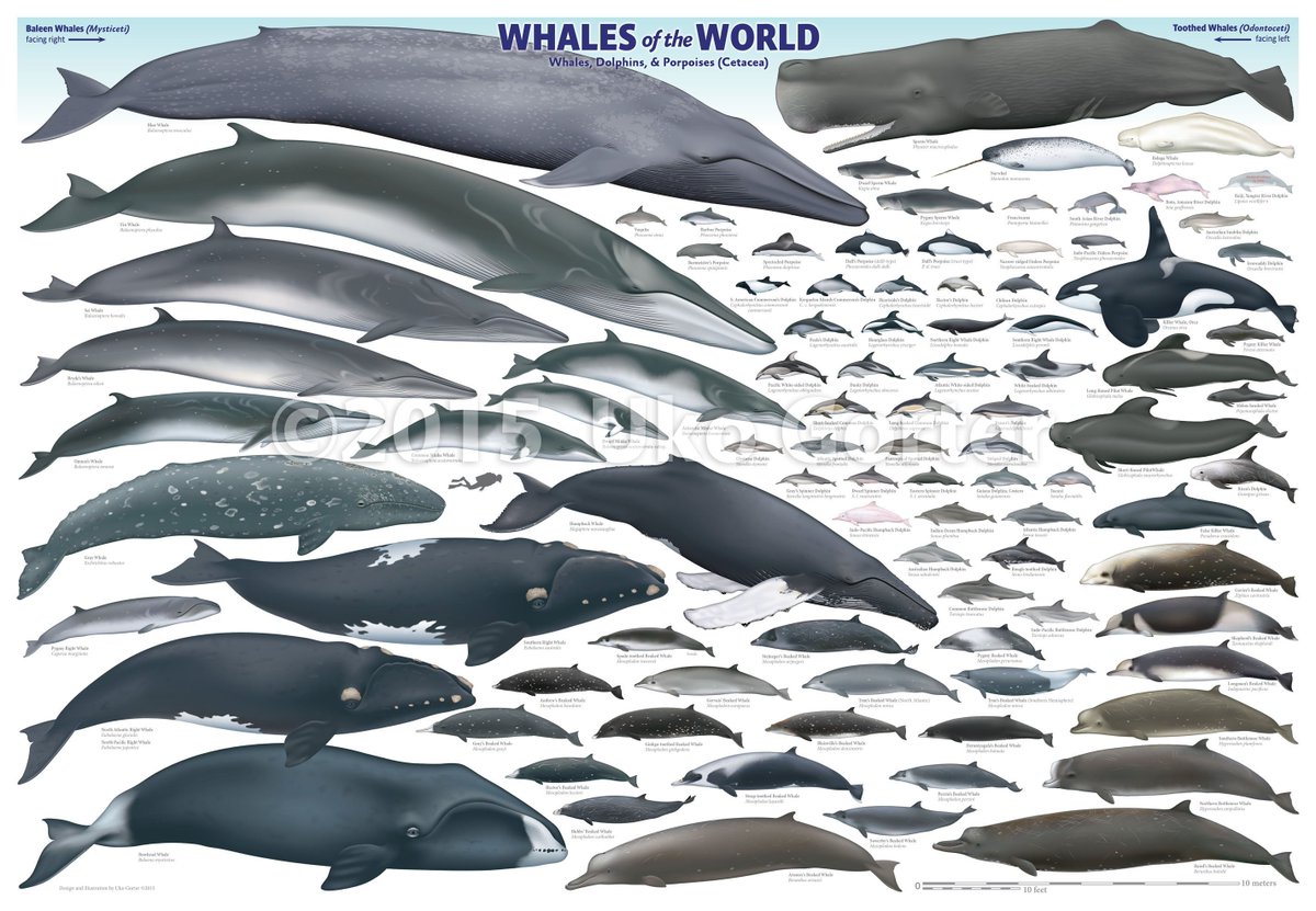 I've been seeing this whales poster by Uko Gorter going around. I wanted to point something out.  http://www.ukogorter.com/merchandise/whales-of-world-poster.html