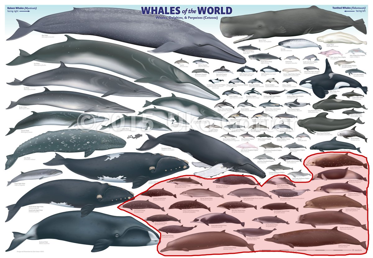 See this HUGE chunk of whales I've highlighted? It's a group called the Beaked Whales, and we know ALMOST NOTHING ABOUT THEM.