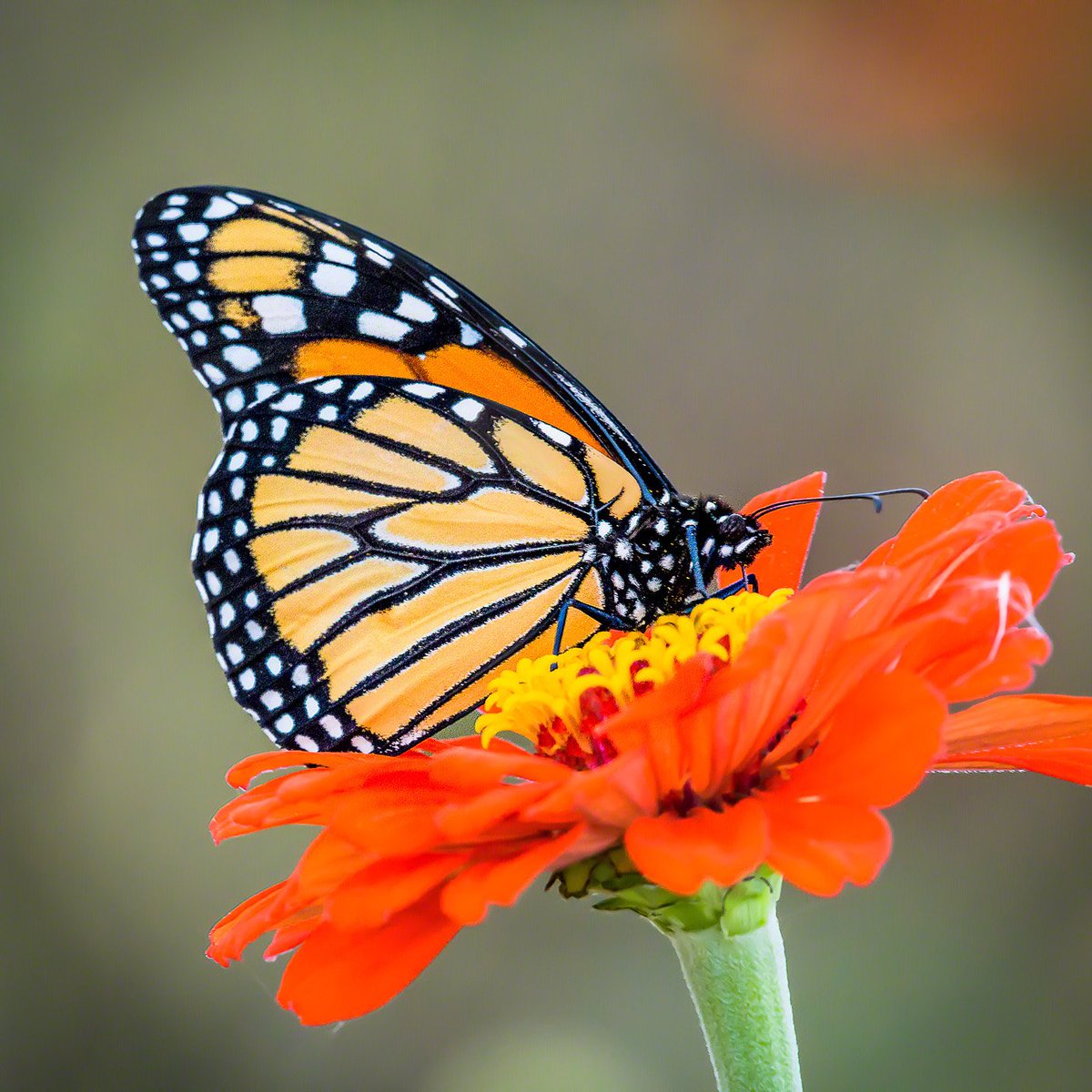HappyPixr's tweet photo. This fourth generation #monarch #butterfly is on his way to Mexico by now. It's a perilous migration. Hope he makes it. 😯 #butterflies https://t.co/wxyr1OTCa7