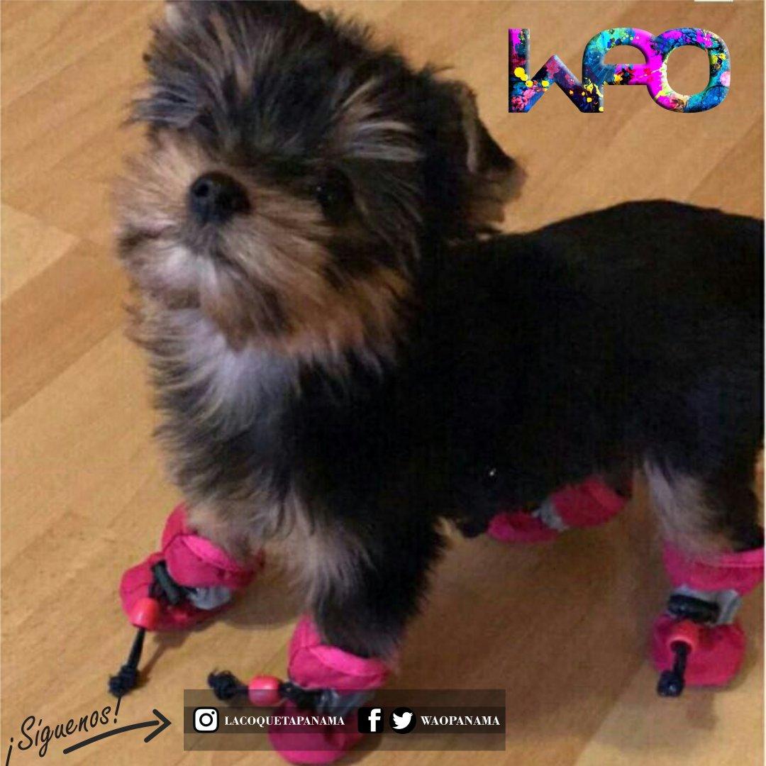 WaoPanama's tweet photo. Tu cachorro lucirá espectacular con estos zapatitos. ¿Te gustan? https://t.co/vNfuyquUd3