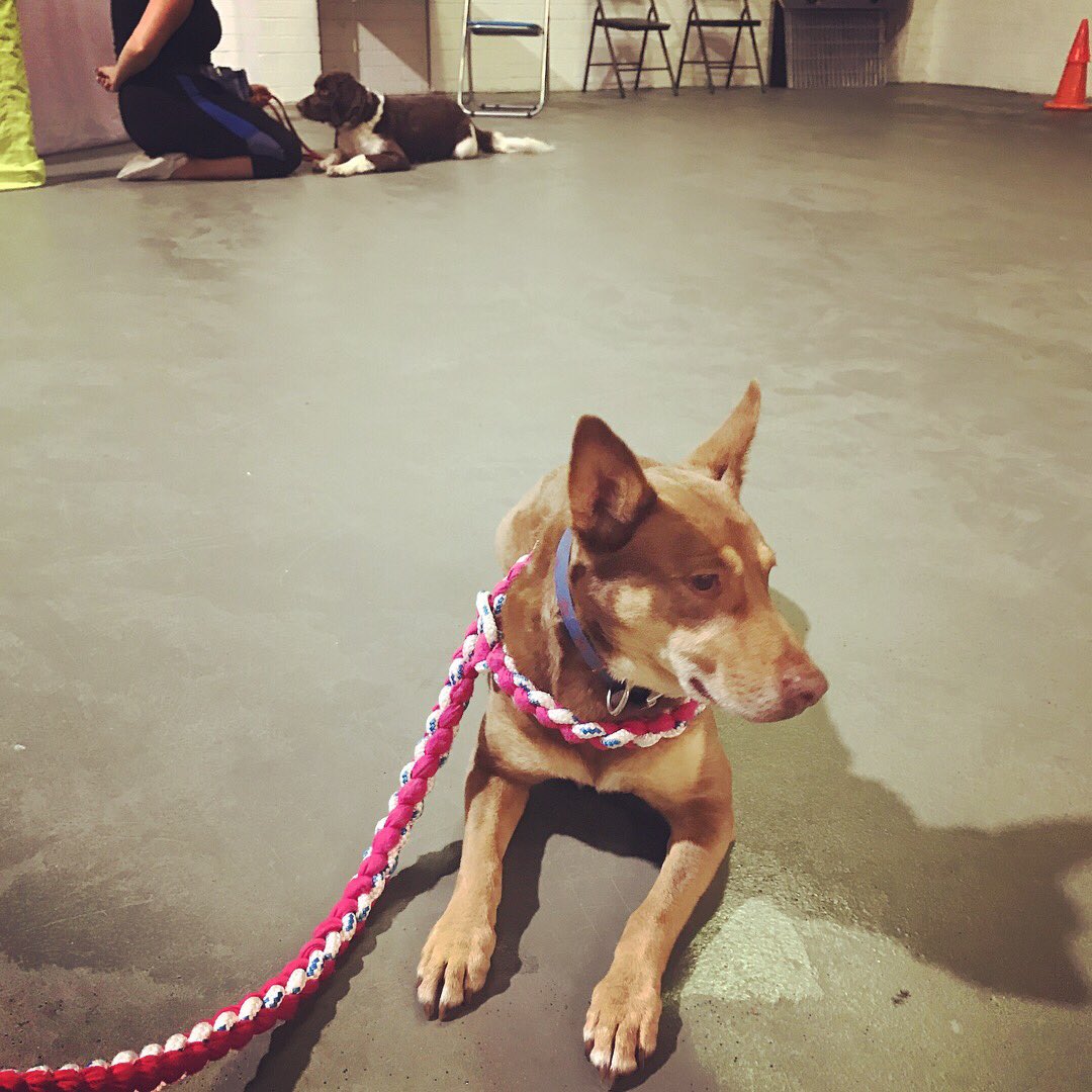 PatsPerth's tweet image. Congratulations to our Aggression Session graduates - you have come so far with your hard work and dedication.