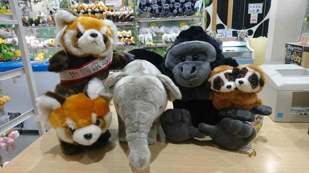 京都市動物園 公式 ゴリランドからのお知らせ こんにちは ゴリランドでは京都市動物園オリジナルのぬいぐるみを販売しています この夏からアジアゾウも仲間入り とっても可愛いので ぜひお店に会いに来てくださいね 京都市動物園