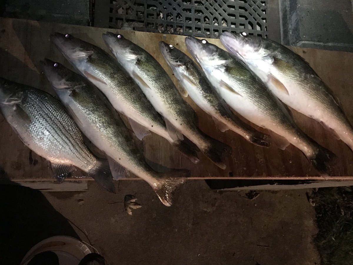 CKFishin's tweet photo. Not a bad day on the #MississippiRiver for #TeamOGTH had to work for them, but it was a good day! https://t.co/dUySVCqKTo