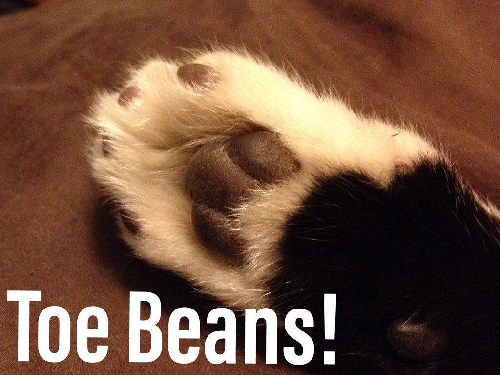 Cat Toe Beans Meme Cat's Blog