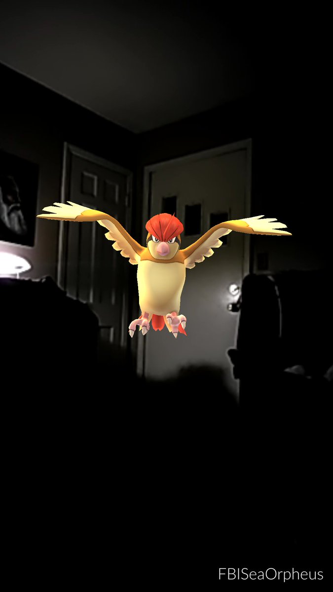 pyxxiestar's tweet photo. Silly bird! Hanging out in my house. #PokemonGOcontest https://t.co/ser1IXfCz9