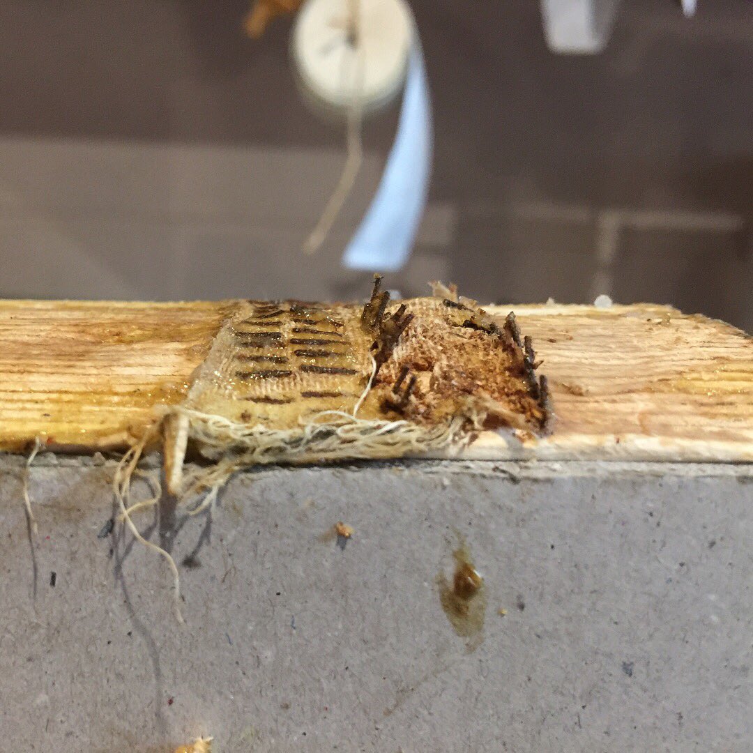 LucillaRonai's tweet photo. When doing a #bookconservation treatment and you find no sewing... instead hundreds of staples! Staple removal time! #books #rustbegone https://t.co/yWA5WsrGlA