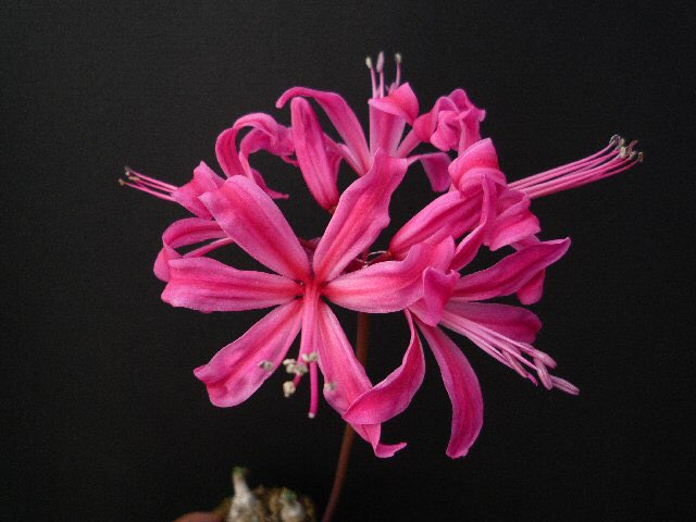 みか 10月17日の誕生花がダイヤモンドリリー ネリネ って花で 名前の由来 が日に当たると宝石のようにキラキラ輝くからってjiroちゃんみたいだし その花言葉が また会う日を楽しみに ってlifetimeを表したかのような花だったの素敵すぎない 1017