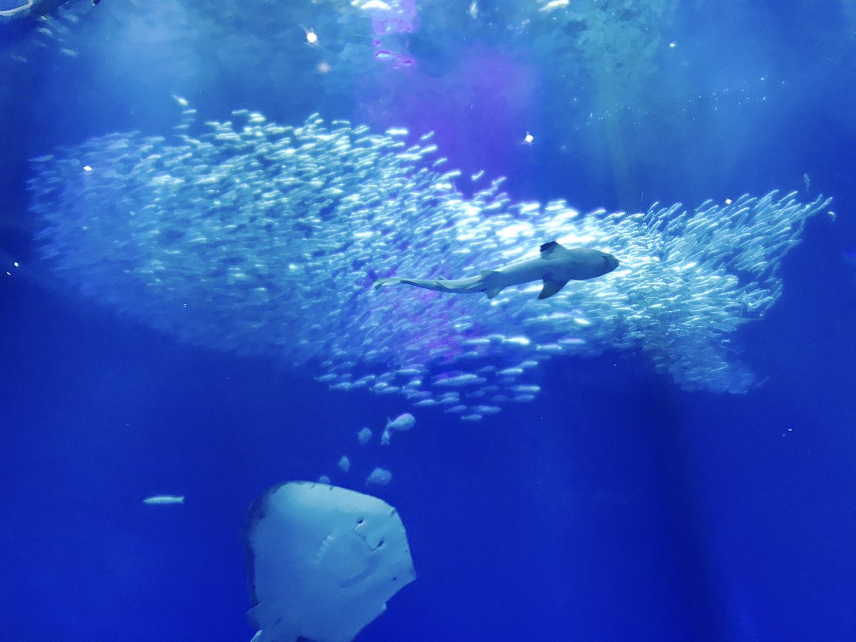 櫻田 円 בטוויטר イワシの群れ撮ってたらちょうど魚の形みたいになった すごい スイミー