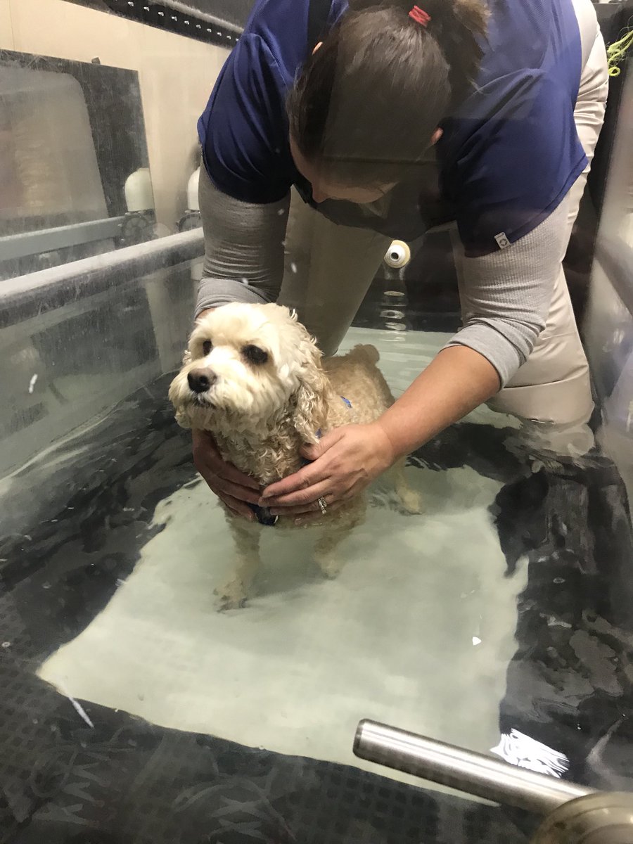 MayatheCockapoo's tweet image. Treadmill session tonight to rehab my knee! #34dayspostop