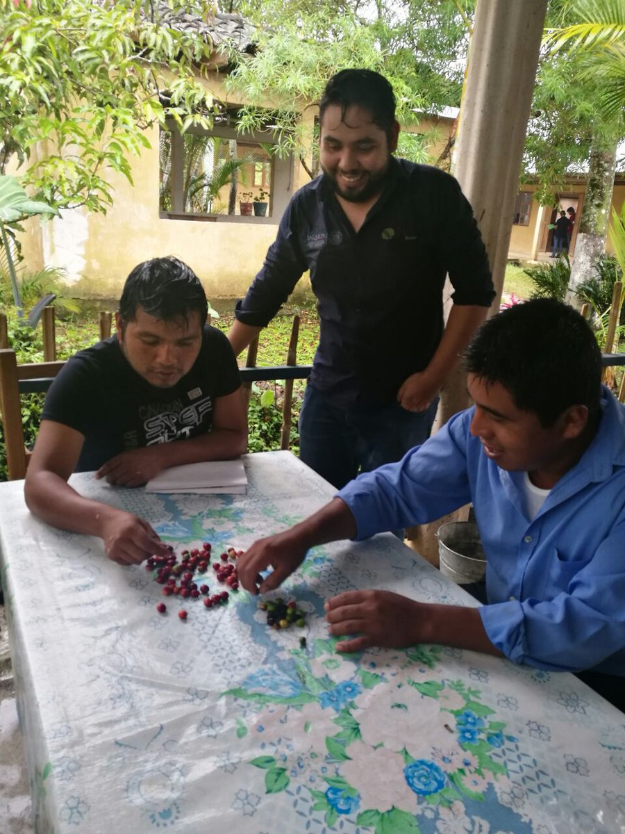 EvaluadorJose's tweet photo. Taller de alineación en el EC0272 Cosecha de Café en Guaquitepec, Chilon, Chiapas @PerlaIbaez2 @linosma @LeticiaInca @Mely_Romero @incarural https://t.co/2YjDoljrEV