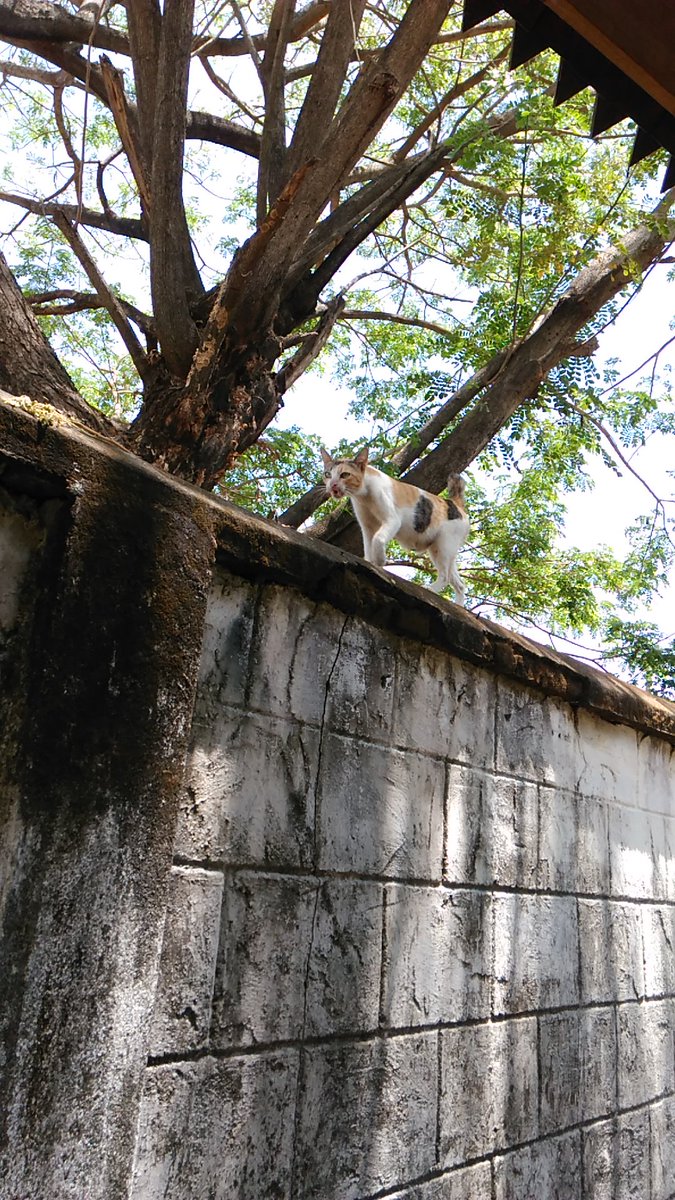 jalan-jalan lagi dia...