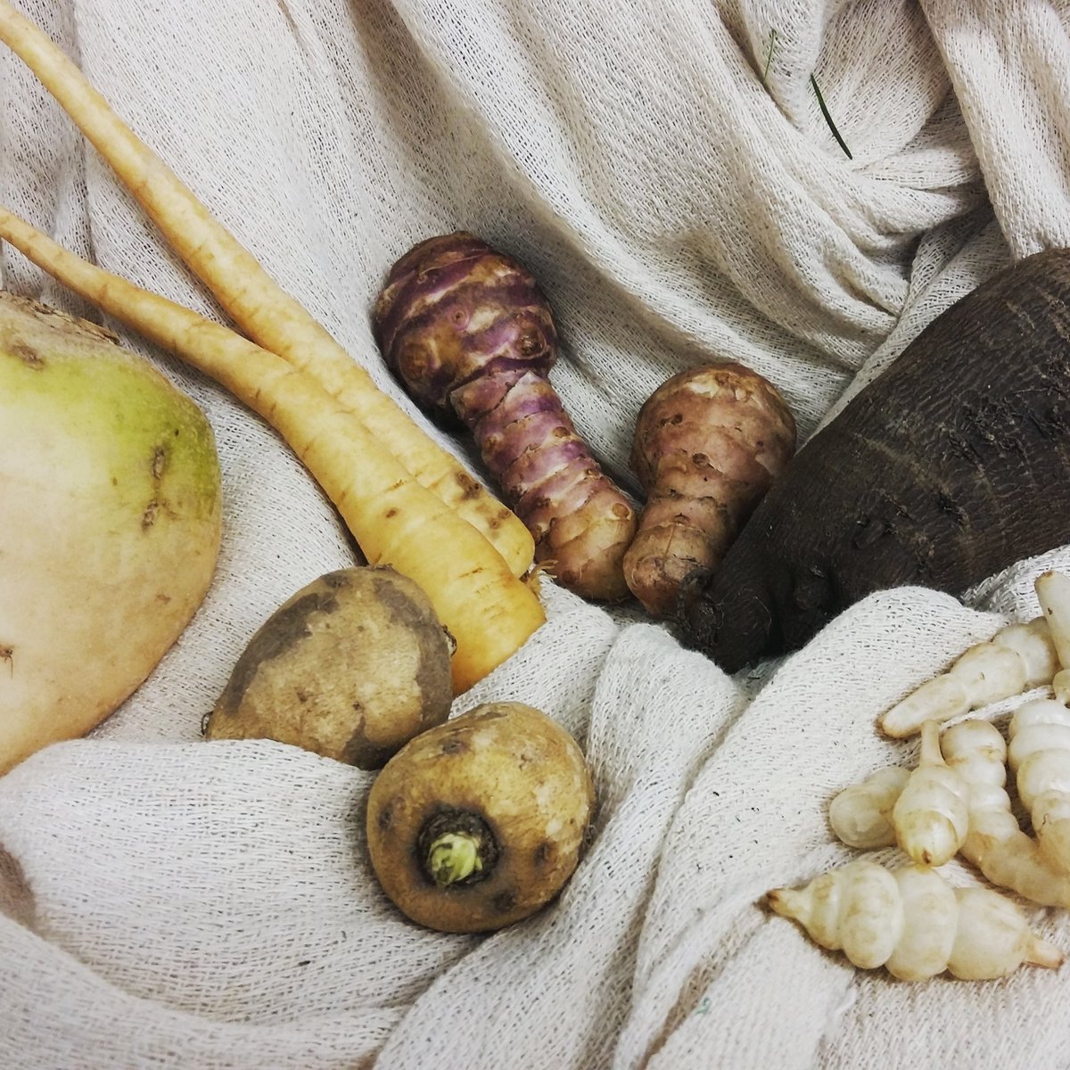 WildHarvestUK's tweet photo. Morning All! #crosnes #babyparsnips #whitebeetroot #chervilroot #jerusalemartichoke #instocknow #wildharvestlovingfood #roots https://t.co/VPQcPxQ9j1