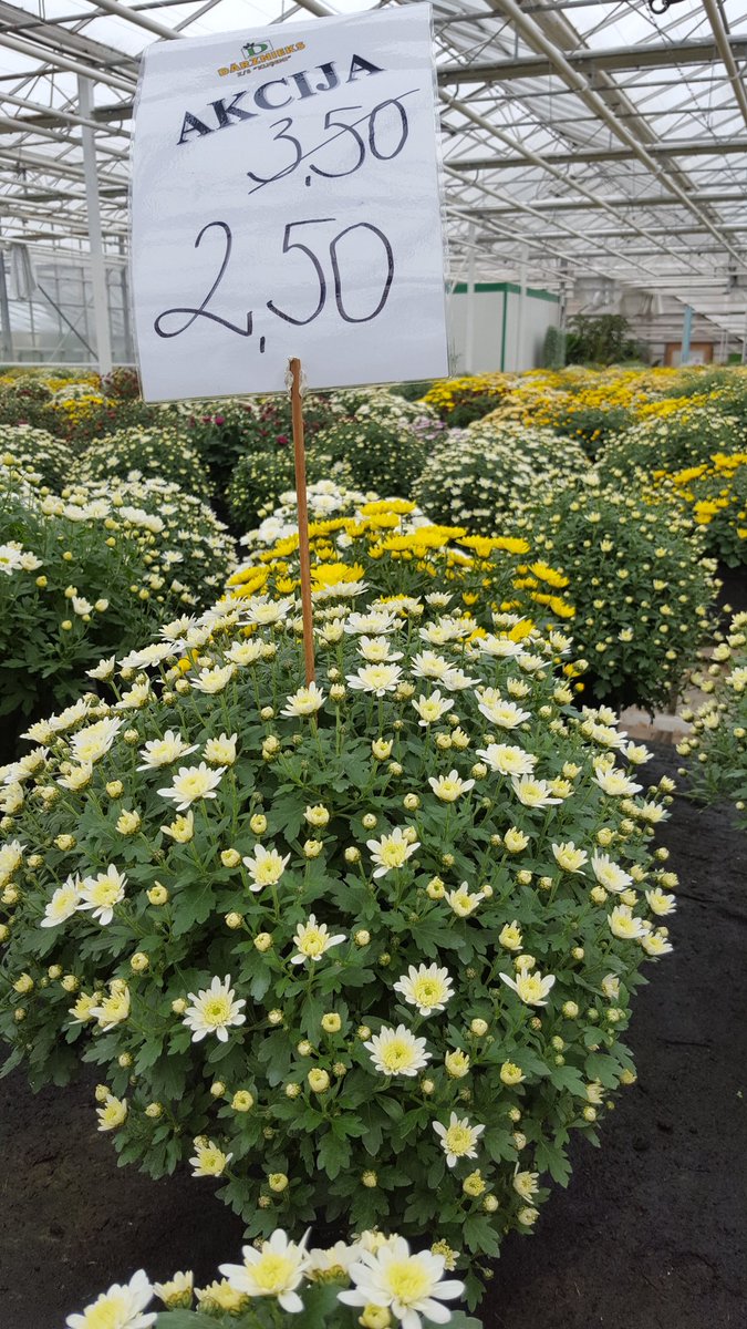 Akcija krizantēmām! Tikai 2.50€ gb