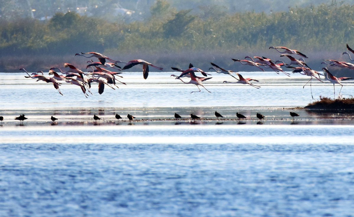 phgigliola's tweet photo. I nostri amici rosa sono ritornati in #ValleCavanata #Grado #fenicotteri #flamingo #ambiente #nature #birdwatching #laguna #birding #FVG https://t.co/KRtPrpAiFa